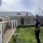David Murillo looking at a llama over a fence at a petting zoo