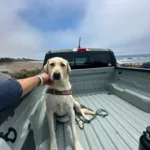 Ulysses Godoy’s yellow Labrador, Q, in the bed of a truck by the coast
